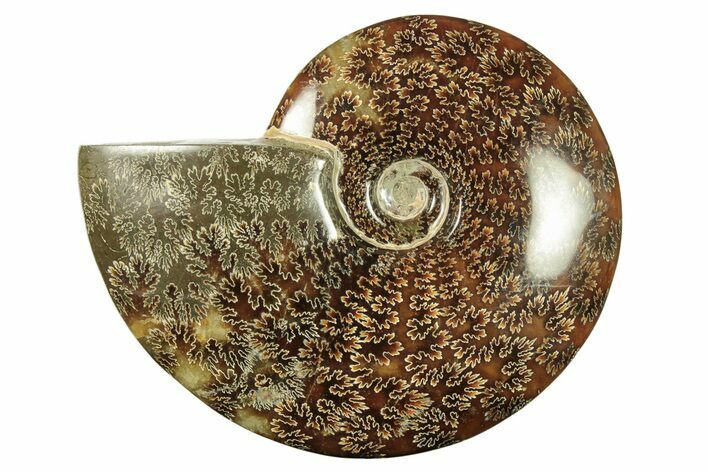 Polished Ammonite (Cleoniceras) Fossil - Madagascar #265347
